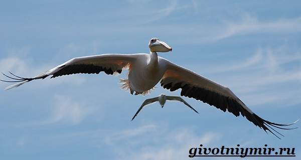 Пеликан-птица-образ жизни и среда обитания-пеликано-7