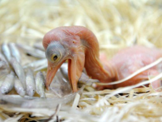 фото птенца розового пеликана