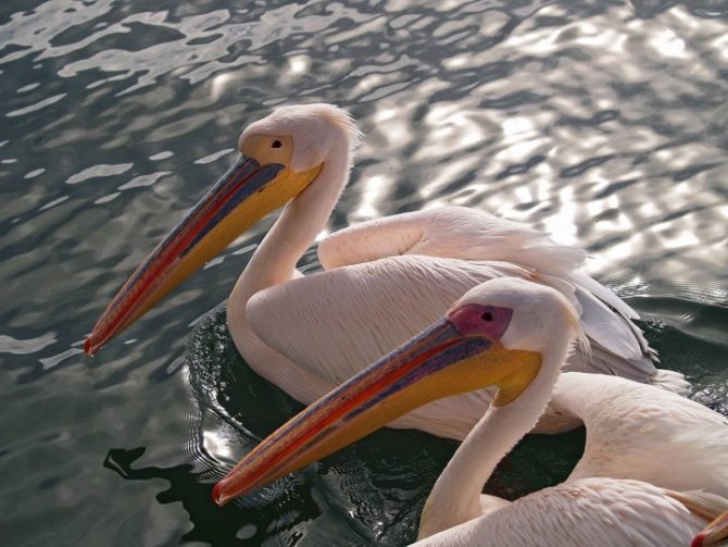 розовые пеликаны фото