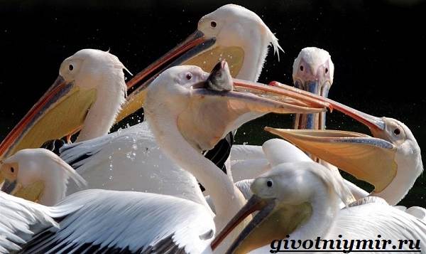 Пеликан-птица-образ жизни и среда обитания-пеликано-8