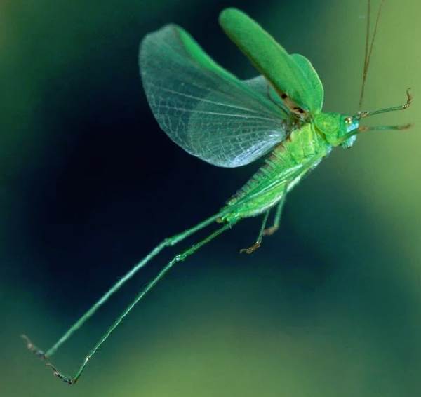 Кузнечик-насекомое-Описание-характеристики-виды-и-среда обитания-кузнечик-11