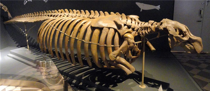 Скелет морской коровы