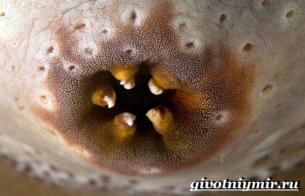 Морской огурец-образ жизни и среда обитания морского огурца-9