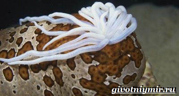 Морской огурец-образ жизни и среда обитания морского огурца-4