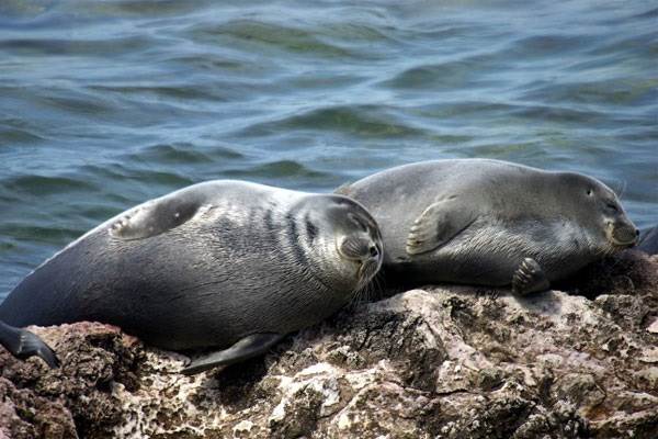 Тюлень-животное-описание-характеристики-виды-образ жизни-и-среда обитания-тюлень-13