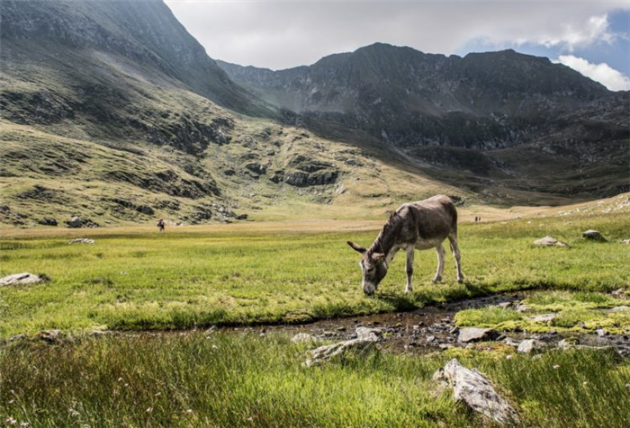 Осел