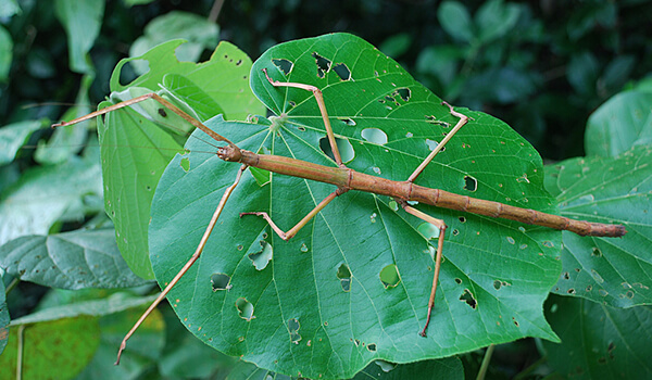 Фото: Гигантское палочкоядерное насекомое