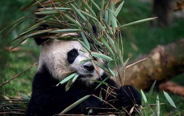Панда-животное-описание-характеристики-образ жизни-и-среда обитания-панда-13