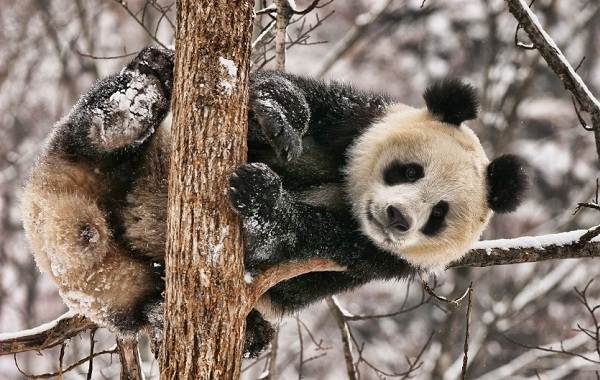 Панда-животное-описание-характеристики-образ жизни-и-среда обитания-панда-5