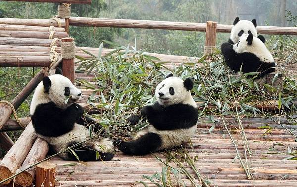 Панда-животное-описание-характеристики-образ жизни-и-среда обитания-панда-14