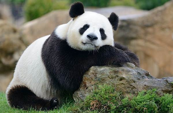 Панда-животное-описание-характеристики-образ жизни-и-среда обитания-панда-8