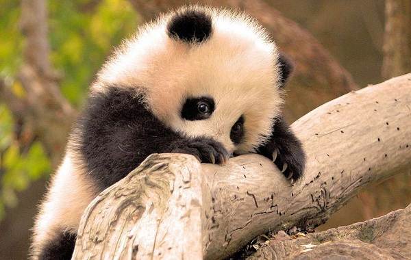 Панда-животное-описание-характеристики-образ жизни-и-среда обитания-панда-12