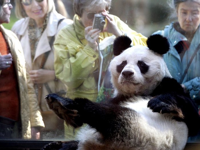 Где-живет-панда-на-каком-континенте-Где-живет-панда