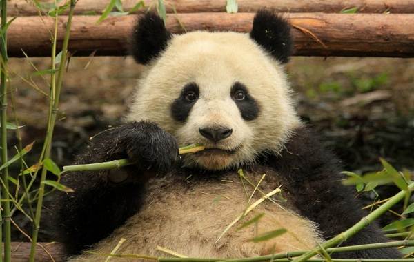 Панда-животное-описание-характеристики-образ жизни-и-среда обитания-6
