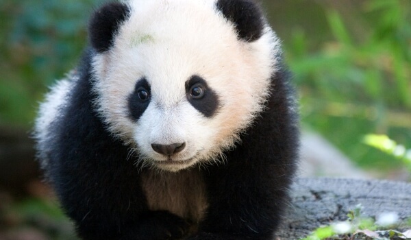 Фото: животное Гигантская панда