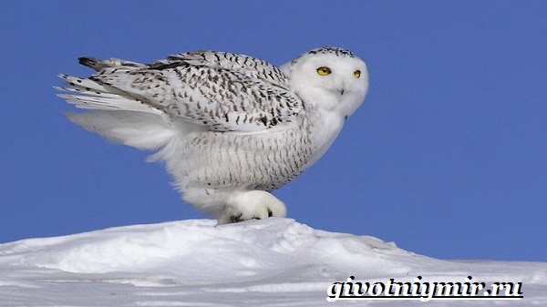 Снежная сова-Снежная сова-образ жизни и среда обитания-9