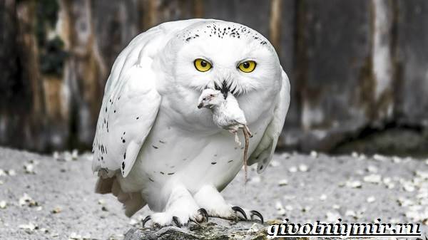 Снежная сова-Снежная сова-образ жизни и среда обитания-5