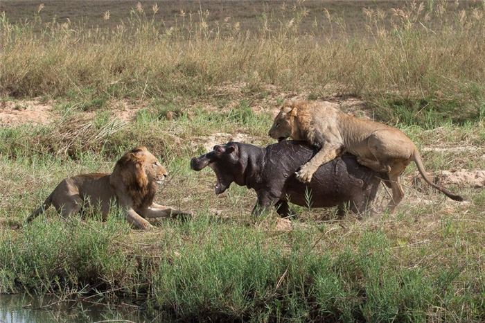 Интересные факты о самом опасном животном Африки, которых вы не знали