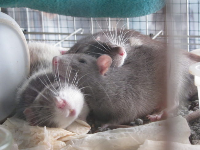 Крысы спят группами