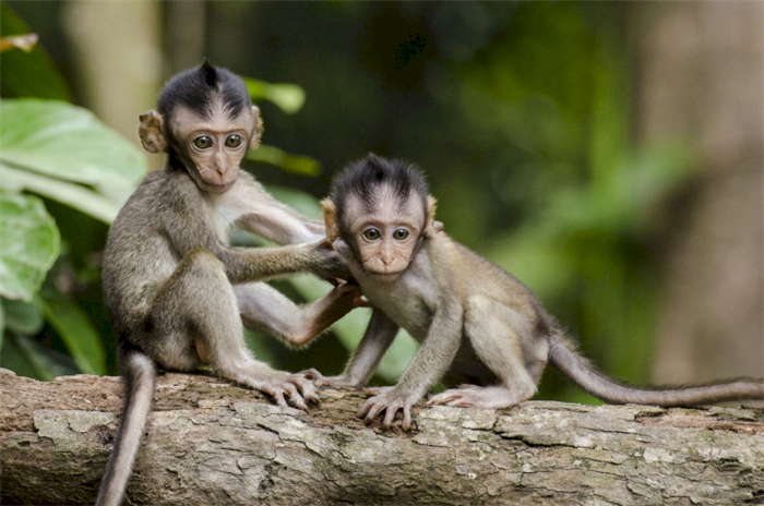 Две обезьяны сидят на дереве