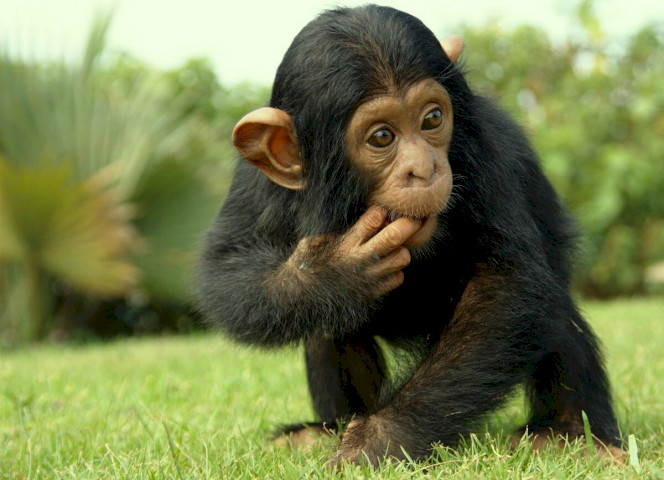 Детеныш шимпанзе сосет палец