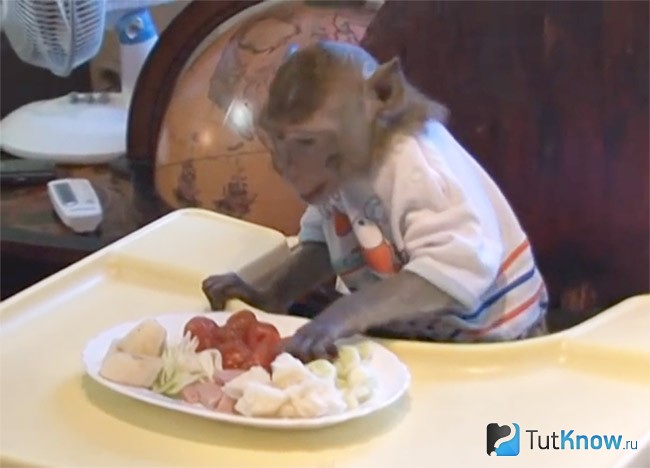 Еда для обезьян