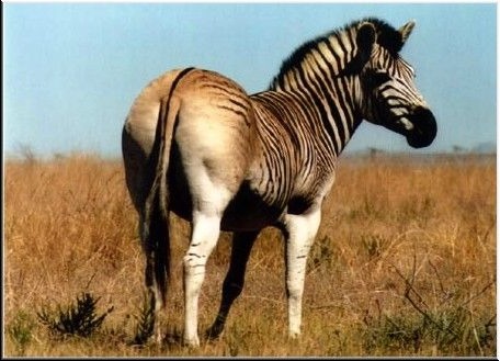 Зебра квагга — Equus quagga quagga