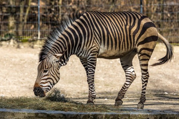 Горная зебра Гартмана — Equus zebra hartmannae