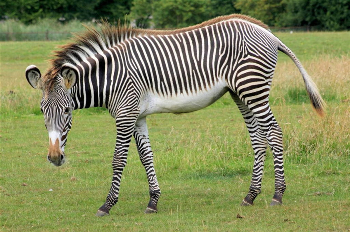 Зебра Греви — Equus grevyi