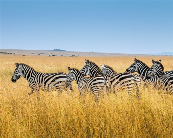 где живут зебры