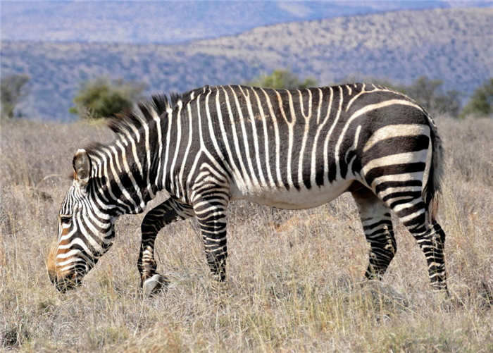 Кейп-Маунтин Зебра — Equus zebra zebra