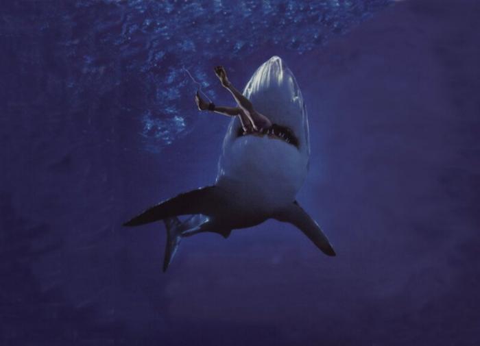 Челюсти: 5 глупых мифов об акулах (5 фото)