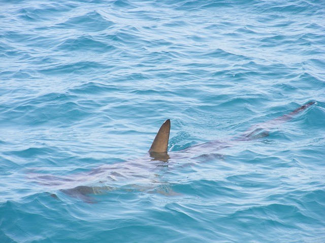 плавник акулы торчит из воды
