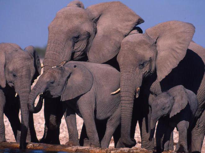 индийский слон и африканские различия