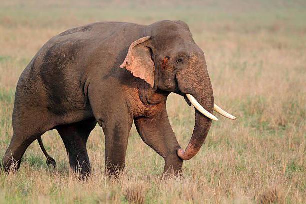слон африканский и индийский слон