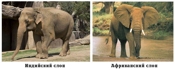 Чем отличается индийский слон от африканского