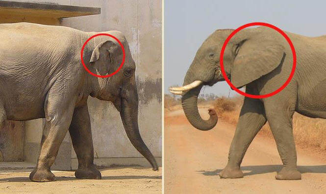 Чем отличается индийский слон от африканского