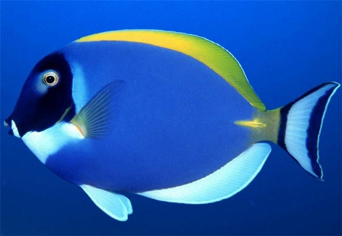 Рыба-хирург: виды (синяя, желтая и другие), чем опасна и почему так называется