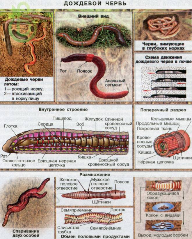 Аннелидный тип. Общая характеристика, строение, размножение, разнообразие и значение кольчатых червей