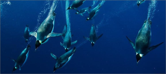 пингвины в воде