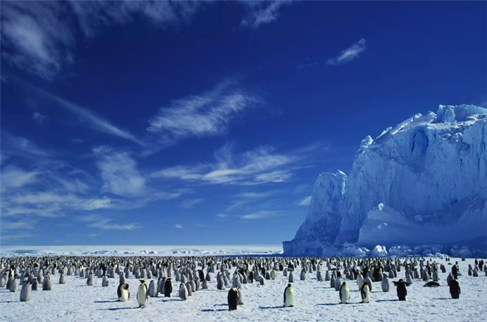 Колония императорских пингвинов на ледяном щите Антарктиды