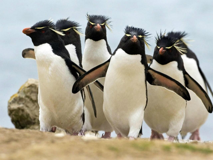 где живут хохлатые пингвины