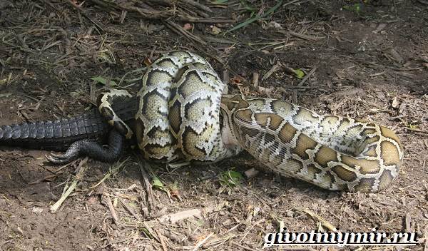 Питон-змея-образ жизни-и-среда обитания-питон-11