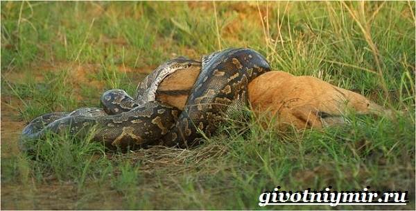 Питон-змея-образ жизни-и-среда обитания-питон-10