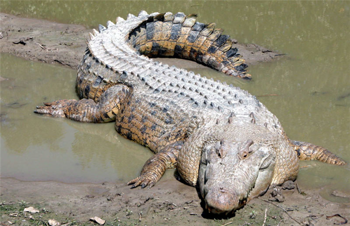 Взрослый гребнистый крокодил имеет довольно широкое и коренастое тело