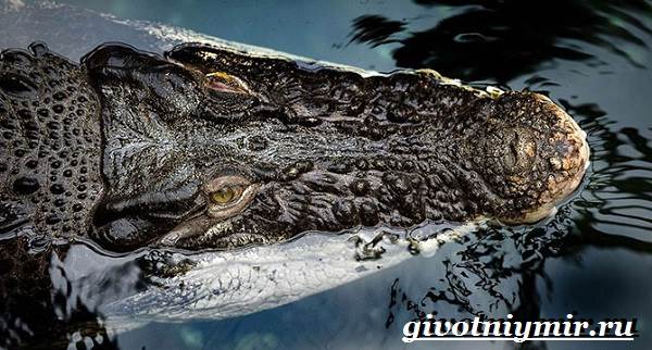 Соленый-крокодил-образ жизни-и-среда обитания-соленого-крокодила-7