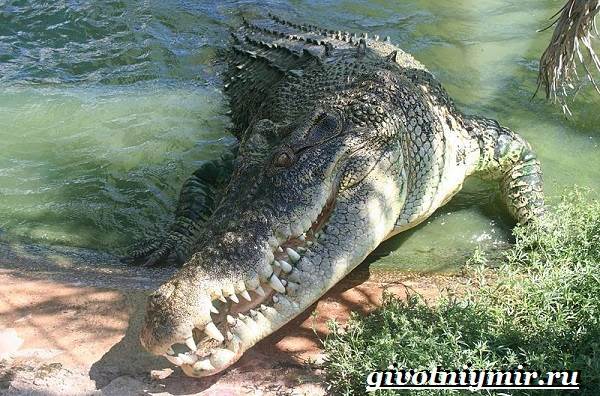 Соленый-крокодил-Образ жизни-и-среда обитания-соленого-крокодила-6