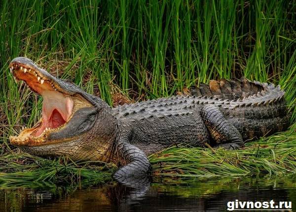 Хохлатый-крокодил-рептилия-образ жизни-и-среда обитания-хохлатого-крокодила-8