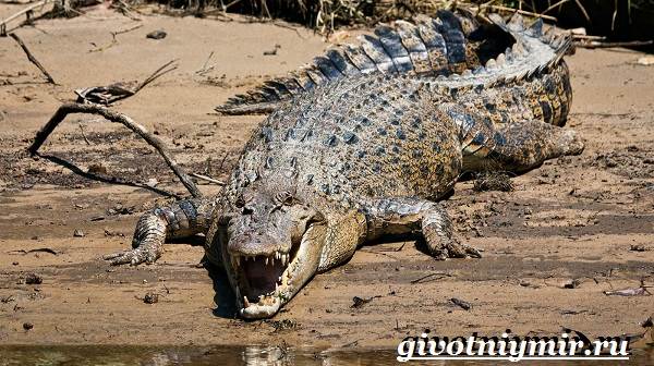 Соленый-крокодил-Образ жизни-и-среда обитания-соленого-крокодила-5