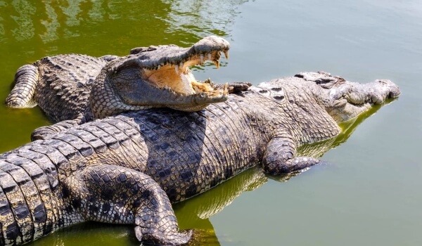 Фото: Крупный гребенчатый крокодил